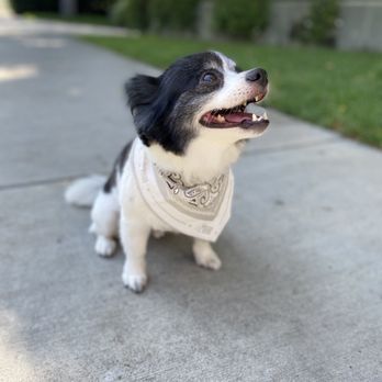 Bone Sweet Bone - Cutest puppy cut on our Pomeranian - Pet Groomers Near Me - Studio City, California
