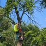 Hubbards Tree Service