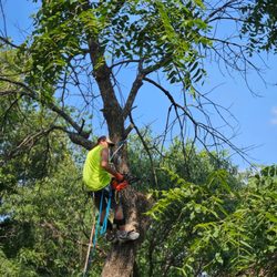 Hubbards Tree Service