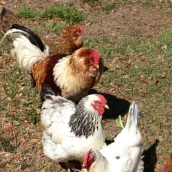 Critter Cottage - Feathered Friends at the Critter Cottage Hobby Farm