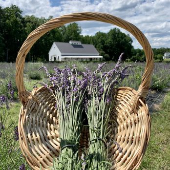 Sweethaven Lavender - Farms Near Me - Williamsburg, Virginia Sweethaven Lavender - Farms Near Me - Williamsburg, Virginia