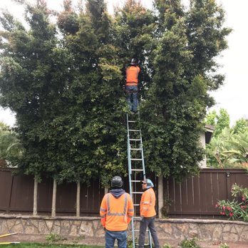 Higuera Tree Care - Working in the backyard - Tree Services Near Me - Chula Vista, California Higuera Tree Care - Working in the backyard - Tree Services Near Me - Chula Vista, California