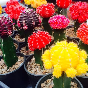 B & B Cactus Farm - They've got colors everywhere. - Nurseries & Gardening Near Me - Tucson, Arizona