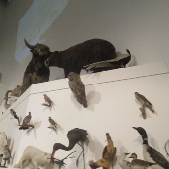 Melbourne Museum - Animal Room - Museums Near Me - Melbourne, VIC Melbourne Museum - Animal Room - Museums Near Me - Melbourne, VIC