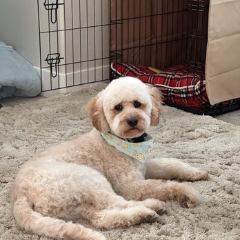 Dip N Clip - Buddy loves smelling so sweet. - Pet Groomers Near Me - Chubbuck, Idaho Dip N Clip - Buddy loves smelling so sweet. - Pet Groomers Near Me - Chubbuck, Idaho