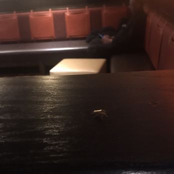 Outback Steakhouse - Cockroach - Steakhouses Near Me - Alexandria, Virginia Outback Steakhouse - Cockroach - Steakhouses Near Me - Alexandria, Virginia