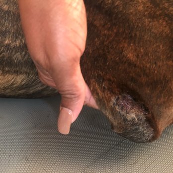 La Maison Du Caniche - My poor baby's hurt leg!!! - Pet Sitting Near Me - Hinesville, Georgia