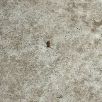 The Hungry Hollow - Third dead cockroach in the bathroom yes they're dead, but at least clean it - Breakfast & Brunch Near Me - Carmichael, California The Hungry Hollow - Third dead cockroach in the bathroom yes they're dead, but at least clean it - Breakfast & Brunch Near Me - Carmichael, California