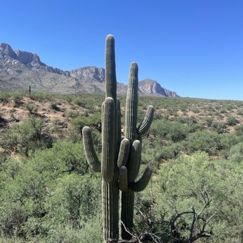 Catalina State Park - Parks Near Me - Tucson, Arizona Catalina State Park - Parks Near Me - Tucson, Arizona