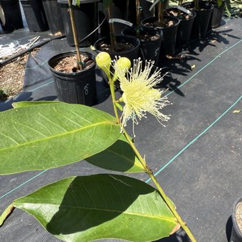 Tropical Nursery - Nurseries & Gardening Near Me - Vista, California Tropical Nursery - Nurseries & Gardening Near Me - Vista, California