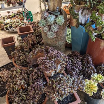 Four Seasons Succulents - Nurseries & Gardening Near Me - San Leandro, California Four Seasons Succulents - Nurseries & Gardening Near Me - San Leandro, California