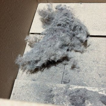 SoCal Carpet Care - The hair/dirt removed at cleaning facility (mind you I am a clean freak and vacuum each week) - Carpet Cleaning Near Me SoCal Carpet Care - The hair/dirt removed at cleaning facility (mind you I am a clean freak and vacuum each week) - Carpet Cleaning Near Me