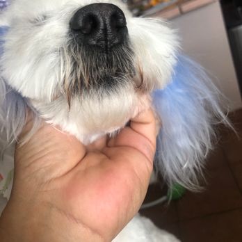 Urban Mutts - Pet Groomers Near Me - North Las Vegas, Nevada Urban Mutts - Pet Groomers Near Me - North Las Vegas, Nevada