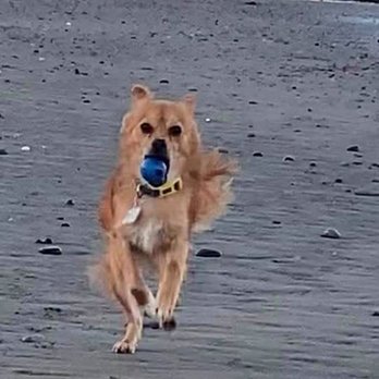 Brent Atwater - Just one day after Kaffi was adopted. - Pet Services Near Me Brent Atwater - Just one day after Kaffi was adopted. - Pet Services Near Me