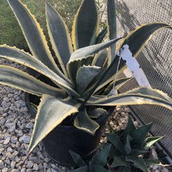 GroMore Gardens - Opal Agave