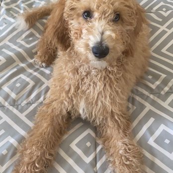 The Canine Connection - Our sweet girl, Peach! - Pet Training Near Me - Chico, California