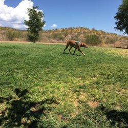 Hurricane City Dog Park