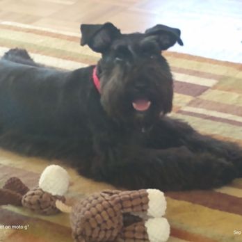 Shear Magic Pet Salon - Aka - Pet Groomers Near Me - Hilo, Hawaii