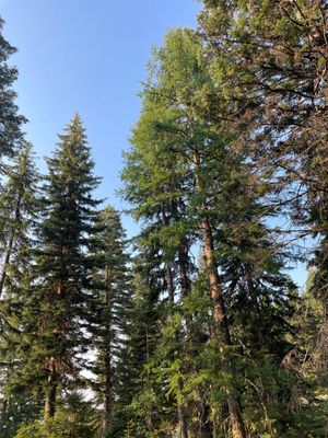 Tamarack Resort by null