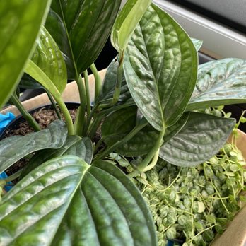 PlantHouse - Healthy plants - Nurseries & Gardening Near Me - Richmond, Virginia