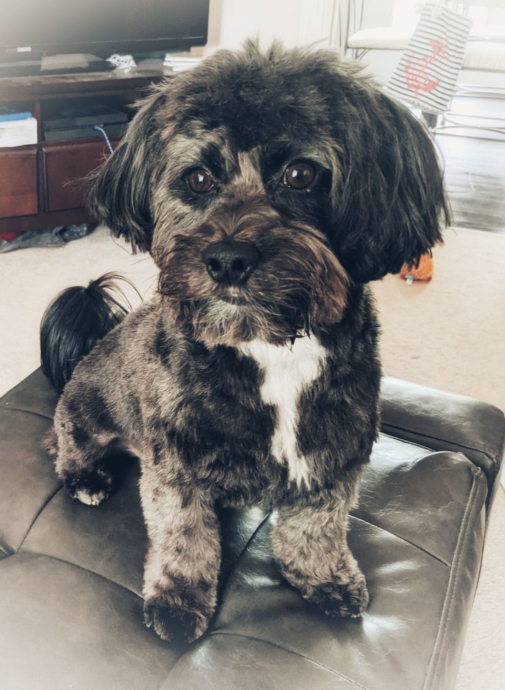 THE GENTLE GROOMERS 1808 E Innes St, Salisbury, North Carolina Pet