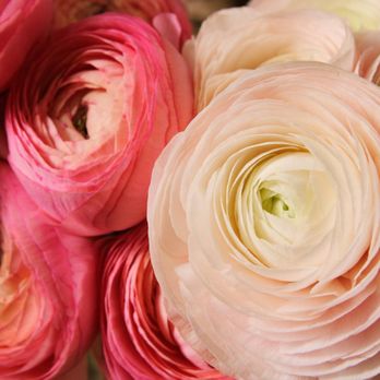 Rio Roses - Florists Near Me - Doral, Florida Rio Roses - Florists Near Me - Doral, Florida