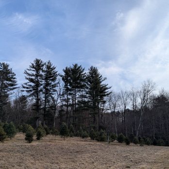 Bees Fleas & Trees - Christmas Trees Near Me - Litchfield, Connecticut