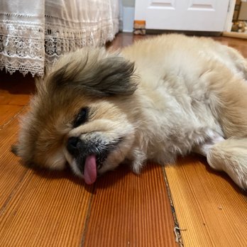 Veterinary Emergency Group - Emergency Pet Hospital Near Me - San Ramon, California