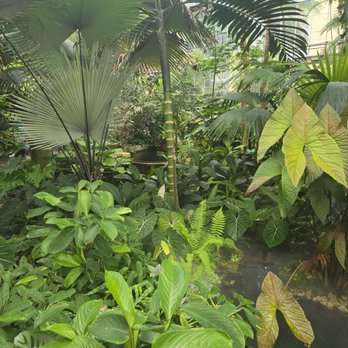 United States Botanic Garden - Hawaiian area - Botanical Gardens Near Me - Washington, DC, District of Columbia United States Botanic Garden - Hawaiian area - Botanical Gardens Near Me - Washington, DC, District of Columbia