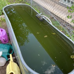 Peterson Garden Project - This is what you're expected to water your veggies with.