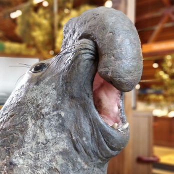 Bear Valley Visitor Center - Happy elephant seal - Visitor Centers Near Me - Point Reyes Station, California