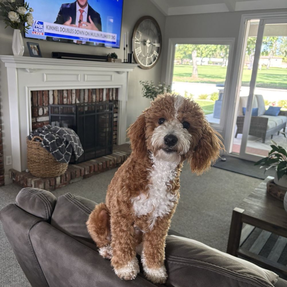 My dog looking very confused that my appointment was canceled twice!