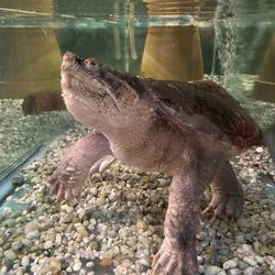 Ellanor C Lawrence Park - Walney Visitors Center - Snapping turtle eats lettuce once a week