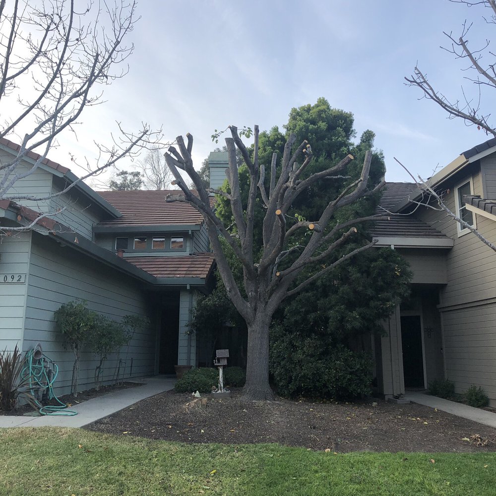 The Tree Brothers - We requested a heavy pruning on this tree to give it a fresh start. - Tree Services Near Me - Salinas, California The Tree Brothers - We requested a heavy pruning on this tree to give it a fresh start. - Tree Services Near Me - Salinas, California