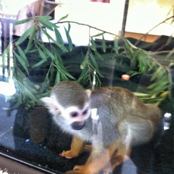 Six Flags Discovery Kingdom - Luke the squirrel monkey! :) - Amusement Parks Near Me - Vallejo, California