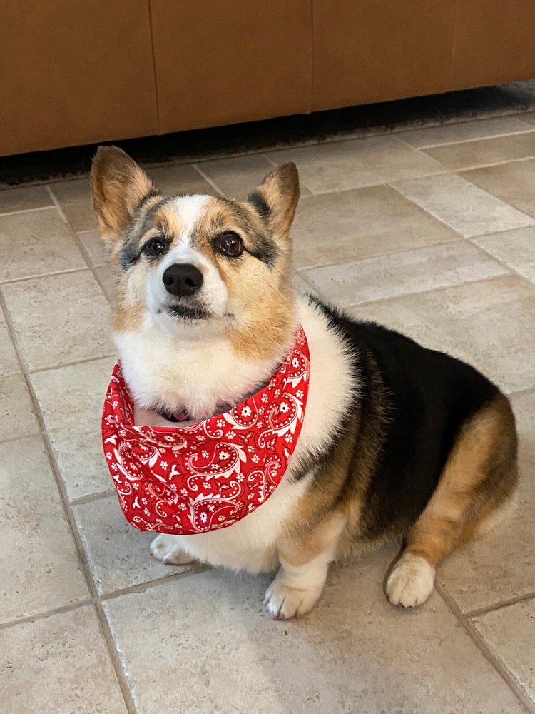 AUSSIE PET MOBILE NW ARKANSAS Updated September 2024 38 Photos