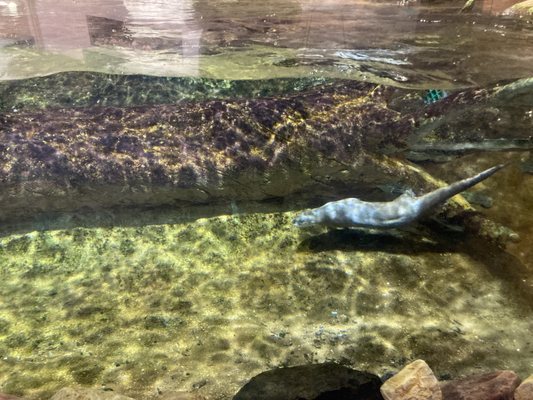 National Mississippi River Museum & Aquarium by null