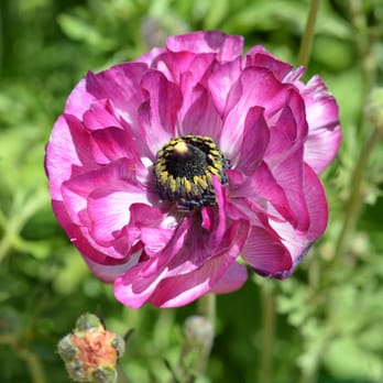 The Flower Fields - April 15, 2012 - Violet ranunculus flower - Venues & Event Spaces Near Me - Carlsbad, California The Flower Fields - April 15, 2012 - Violet ranunculus flower - Venues & Event Spaces Near Me - Carlsbad, California