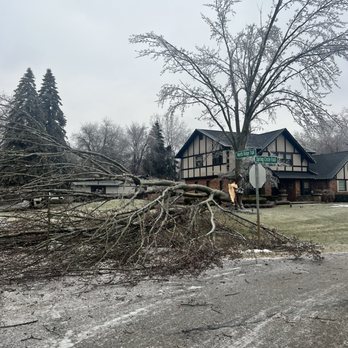 Juniors Tree Service - A fallen tree - Tree Services Near Me Juniors Tree Service - A fallen tree - Tree Services Near Me