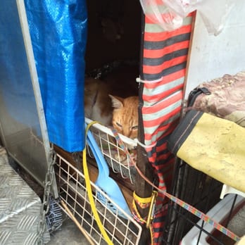 科記咖啡餐室 - I saw two cats right outside! - Hong Kong Style Cafe Near Me - Hong Kong, HK 科記咖啡餐室 - I saw two cats right outside! - Hong Kong Style Cafe Near Me - Hong Kong, HK