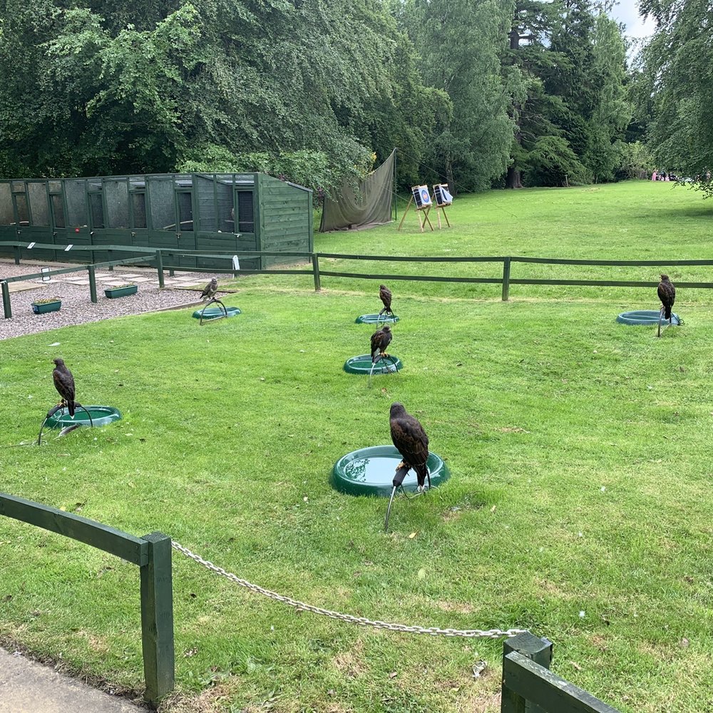 Dalhousie Falconry - Archery Near Me - Edinburgh, MLN