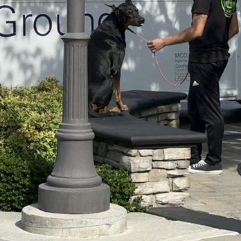 Rayo's K9 Academy - Pet Training Near Me Rayo's K9 Academy - Pet Training Near Me