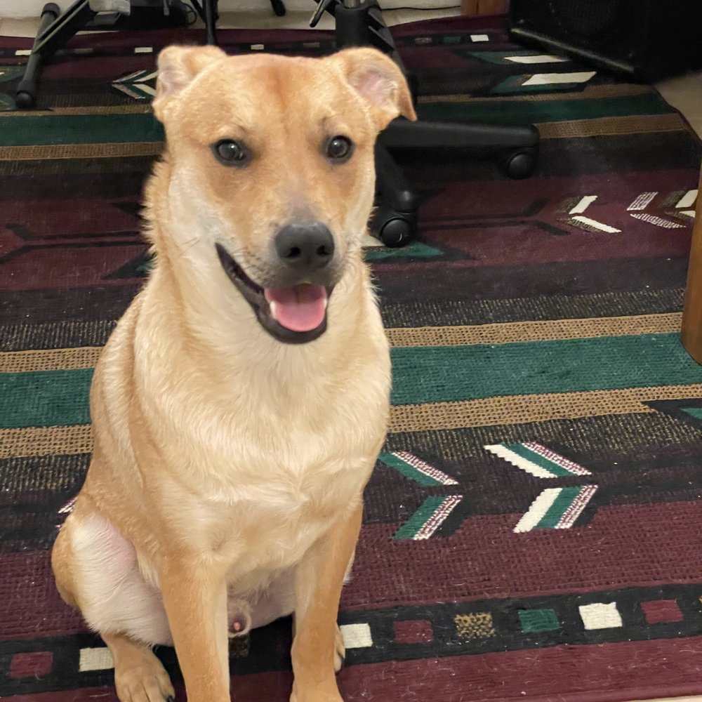Pups Without Borders - Pet Adoption Near Me Pups Without Borders - Pet Adoption Near Me