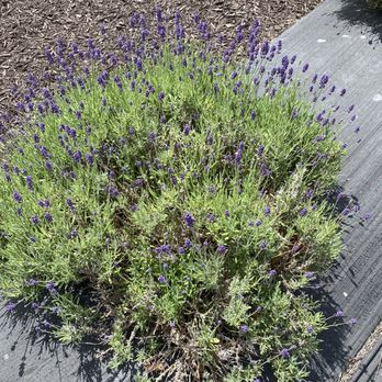 Lavender Pond Farm - One of the few lavender plants with the flowers, just starting to bloom - Flowers & Gifts Near Me - Killingworth, Connecticut Lavender Pond Farm - One of the few lavender plants with the flowers, just starting to bloom - Flowers & Gifts Near Me - Killingworth, Connecticut