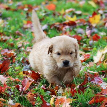 Sorrel Mountain Retrievers - Pet Breeders Near Me - Salem, New York