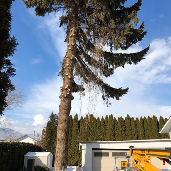 Done Right Tree Service - Tree Services Near Me - Merritt, British Columbia
