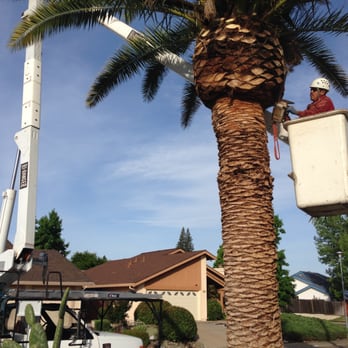Bailey Tree Company - Tree Services Near Me - Rancho Cordova, California