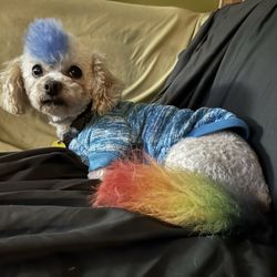 Gabby the Groomer