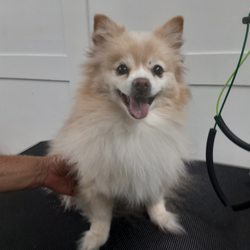Pampered Pets Mobile Grooming - BEFORE grooming Mom wanted to her pup to have a summer cut.