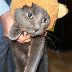 Brooklyn Road Veterinary Clinic - Shadow